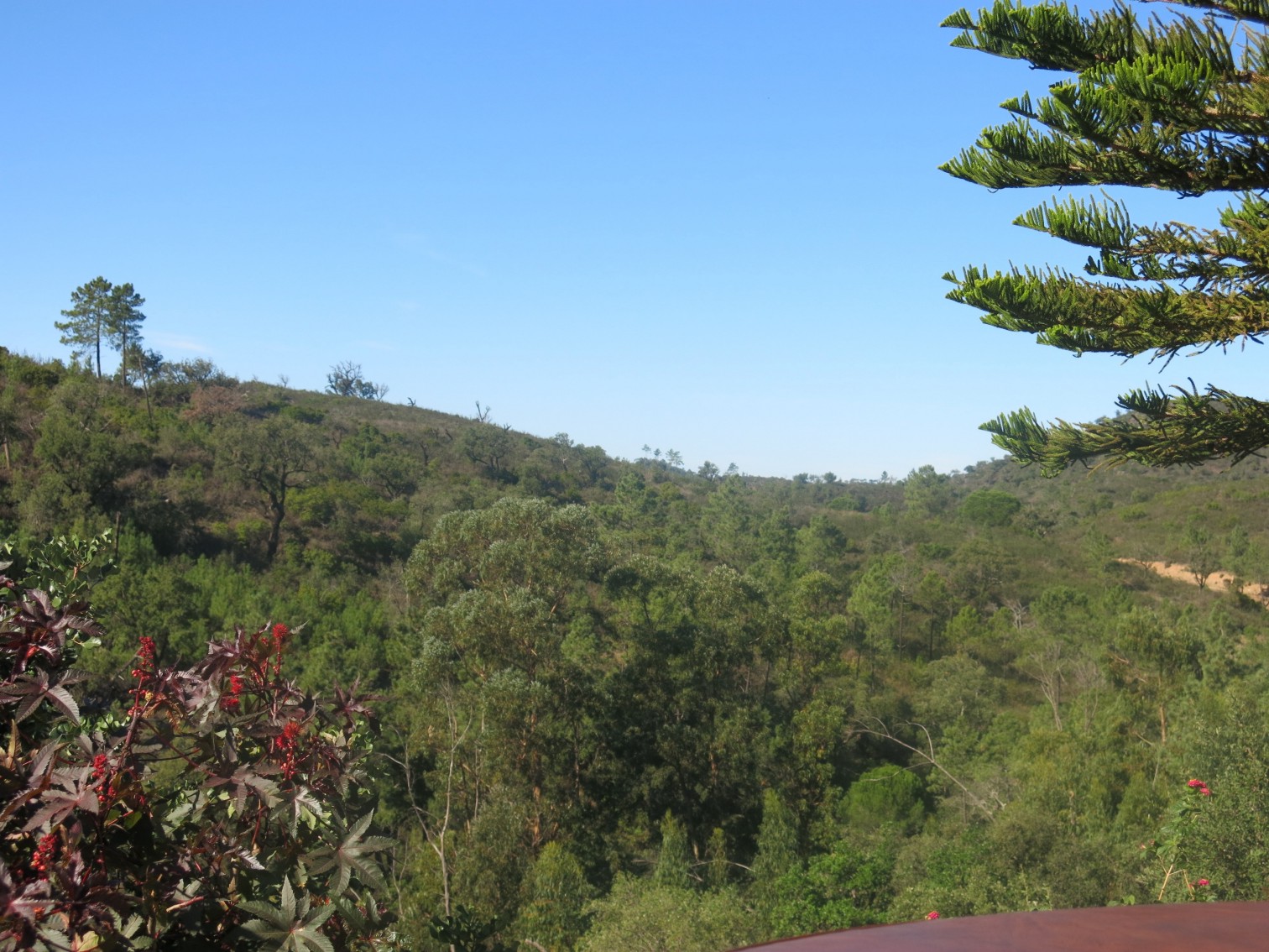 viewfromhottub.jpg